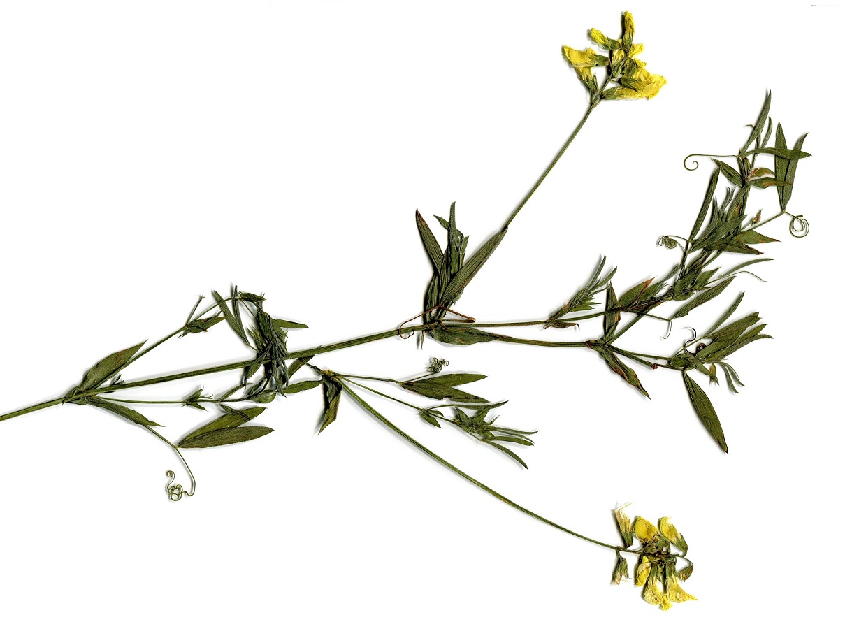 Lathyrus pratensis (Fabaceae)
